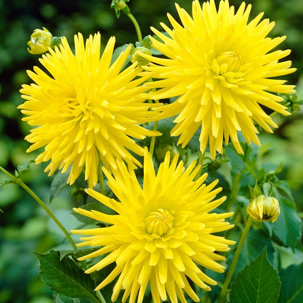 Dahlia Cactus - Kennemerland