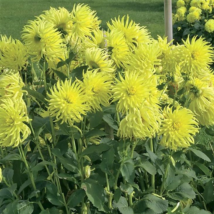 Dahlia Cactus - Kennemerland