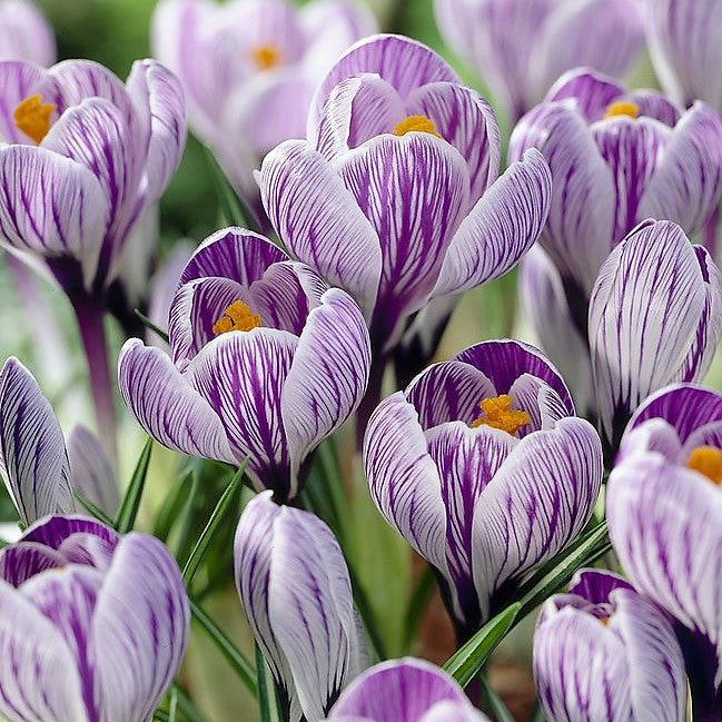 Crocus Large Flowering - King of the Striped