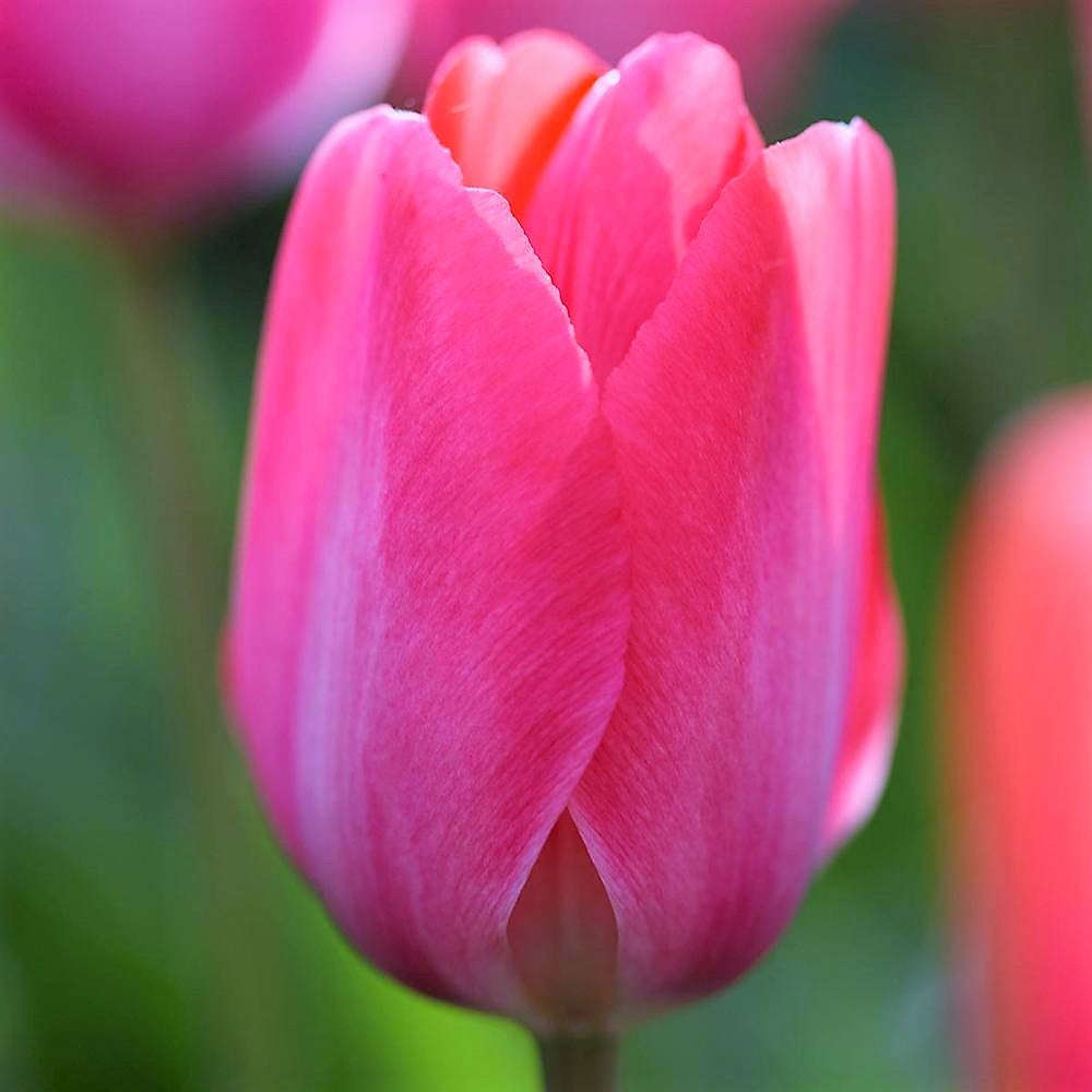 Tulip - Lady Van Eijk