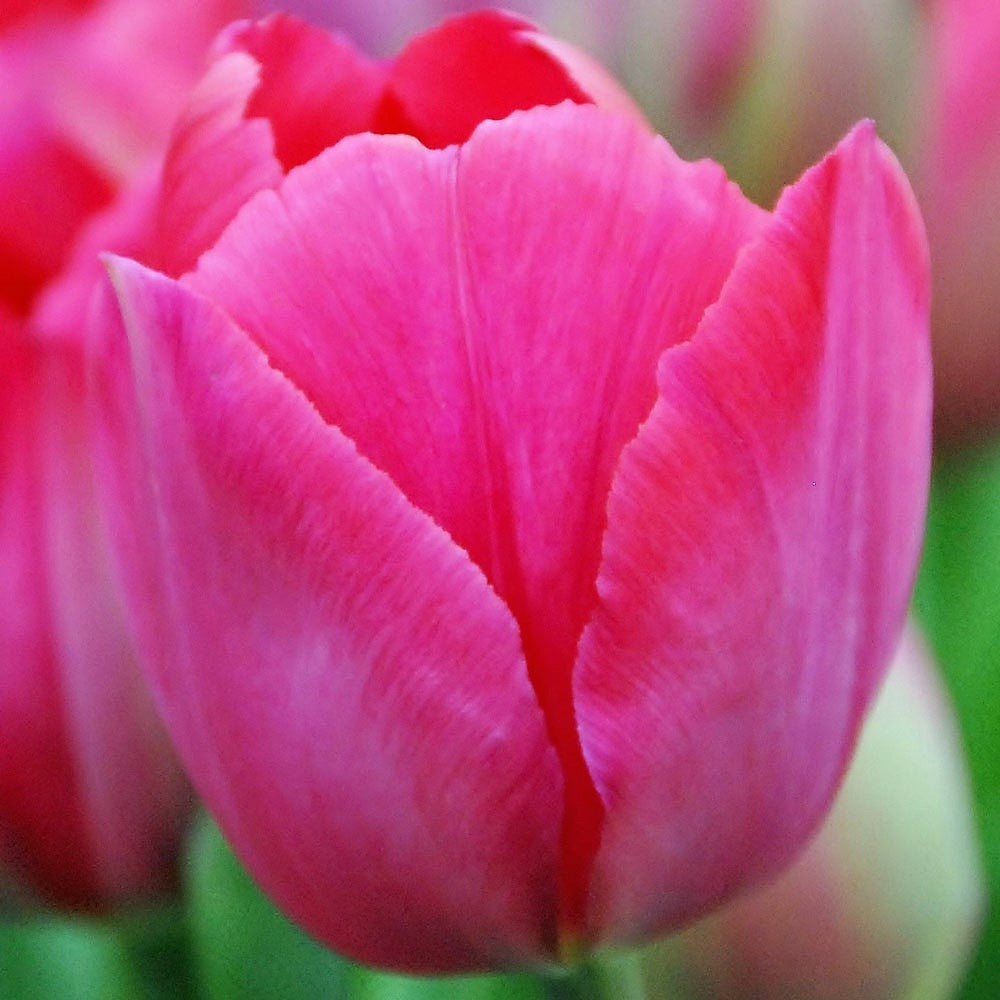 Tulip - Lady Van Eijk