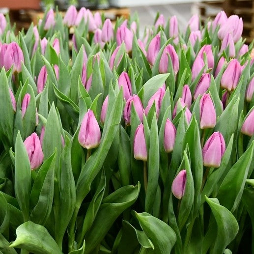 Tulip - Light Pink Prince