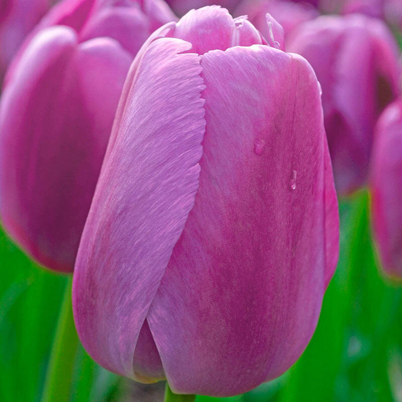 Tulip - Purple Prince
