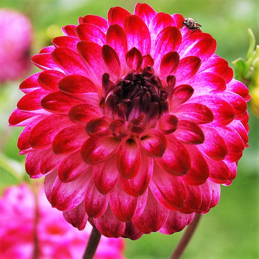 Dahlia Pompom - Little Robert