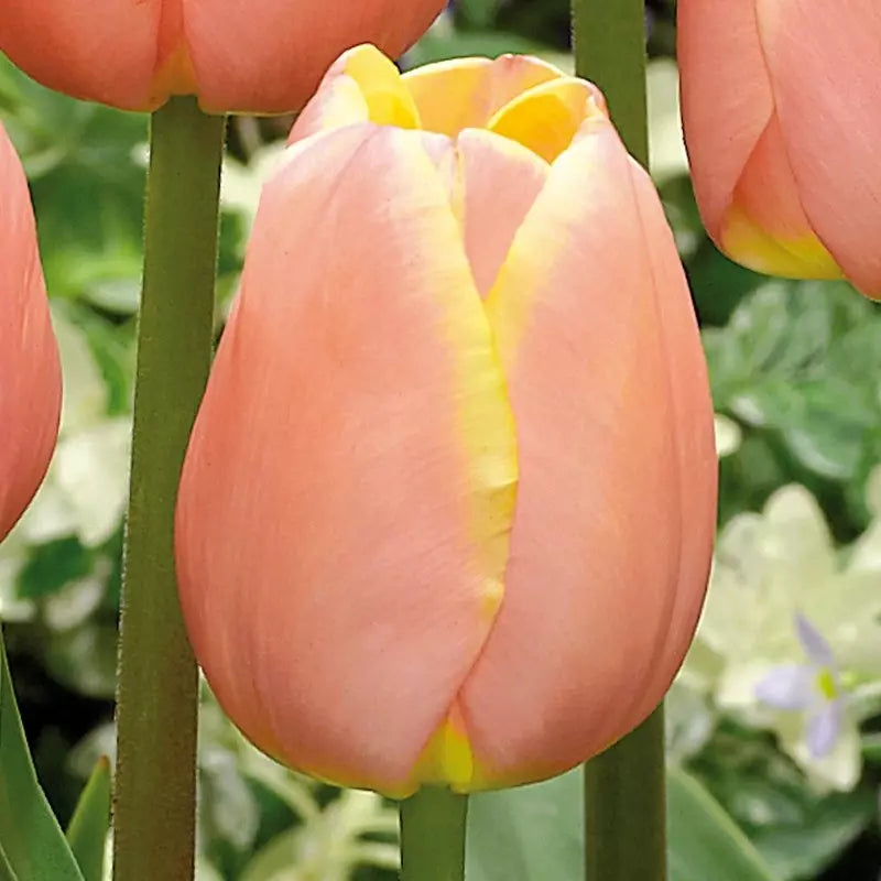 Tulip - Mango Charm