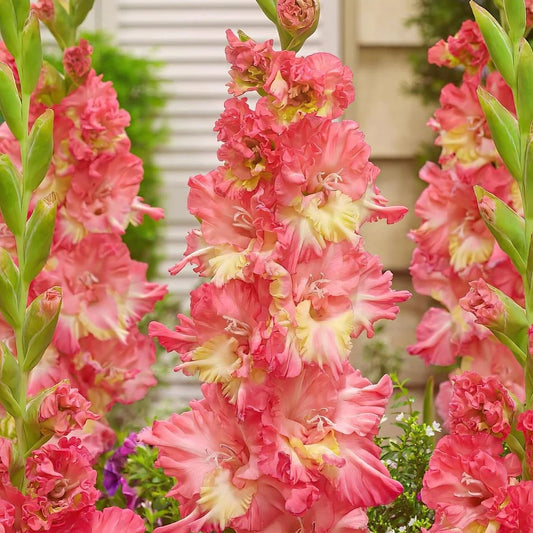 Large Flowering - Mango Muse