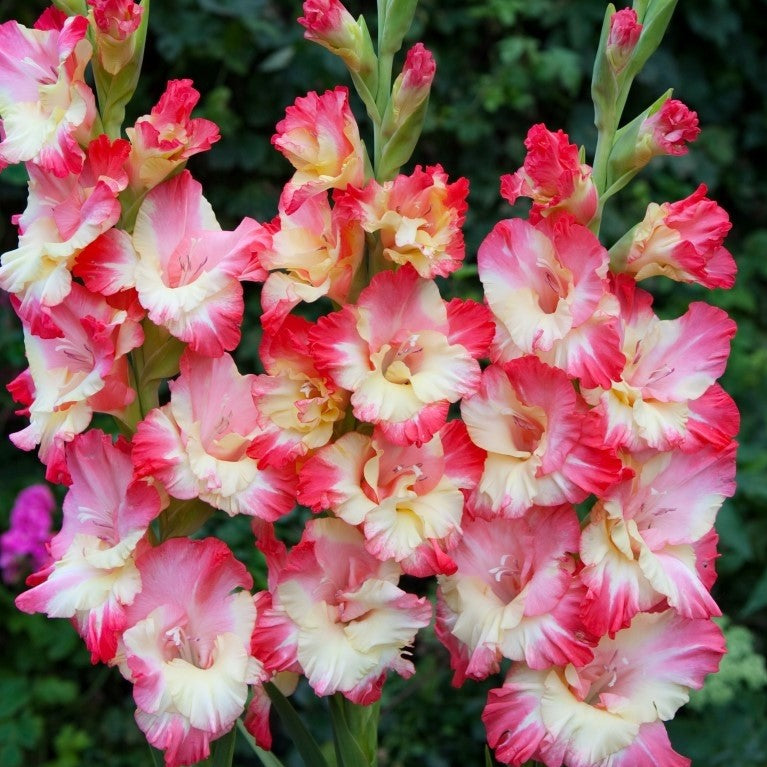 Large Flowering - Mango Muse