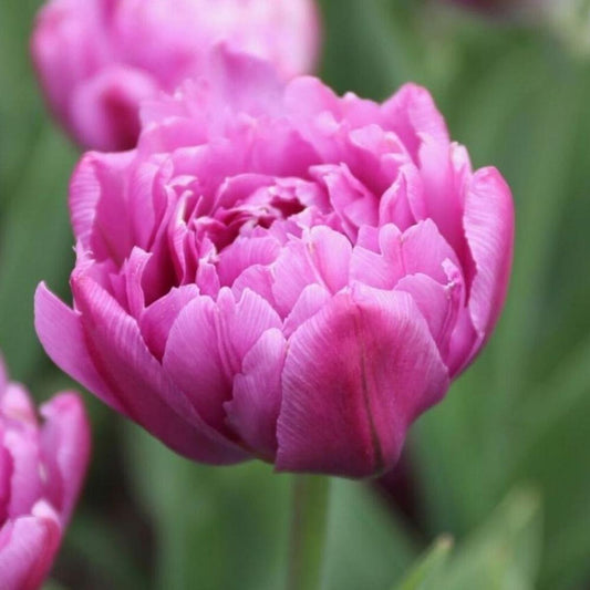 Tulip - Margarita
