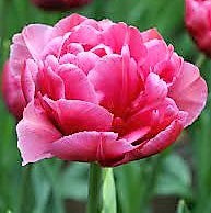 Tulip - Margarita