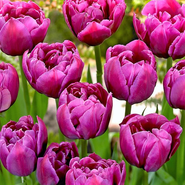 Tulip - Margarita