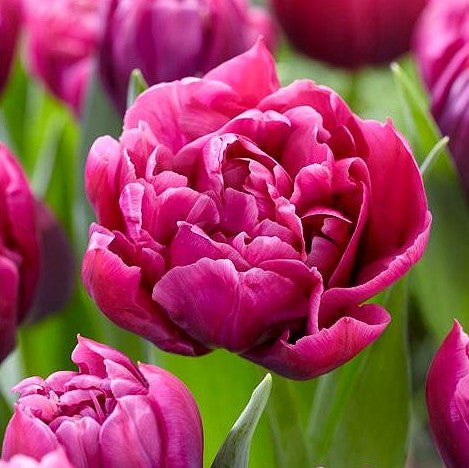 Tulip - Margarita