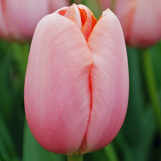 Tulip - Menton