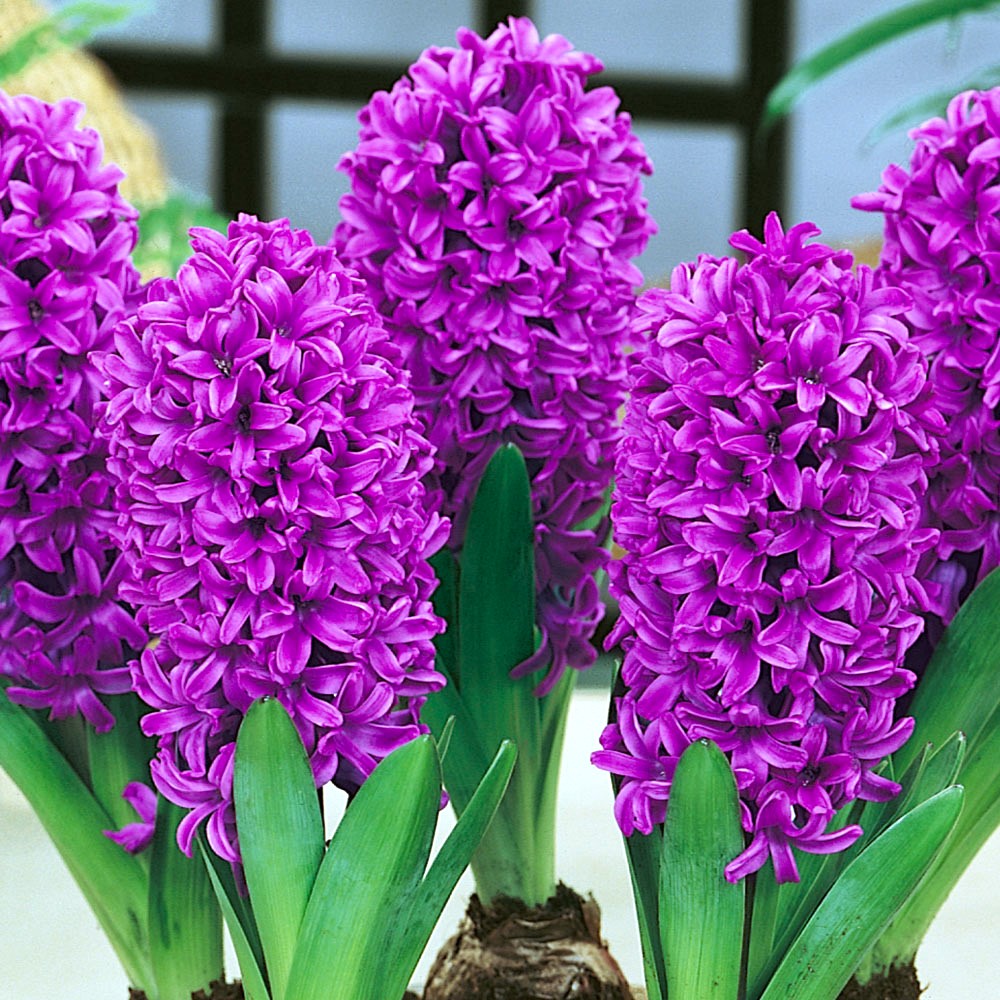 Humphreys Garden Hyacinth Collection x 25 Flower Bulbs