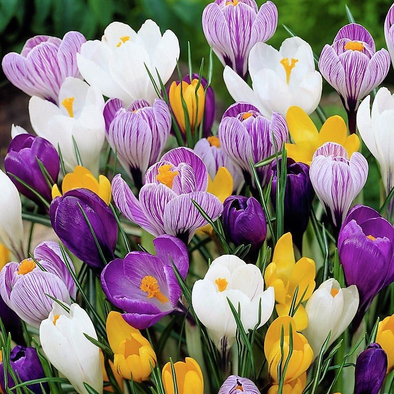 Crocus Large Flowering - Mixed