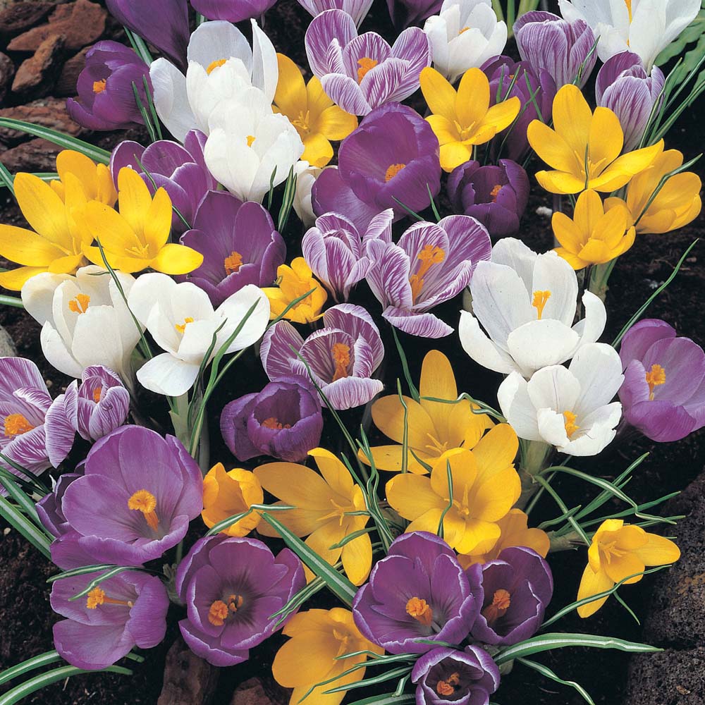 Crocus Large Flowering - Mixed