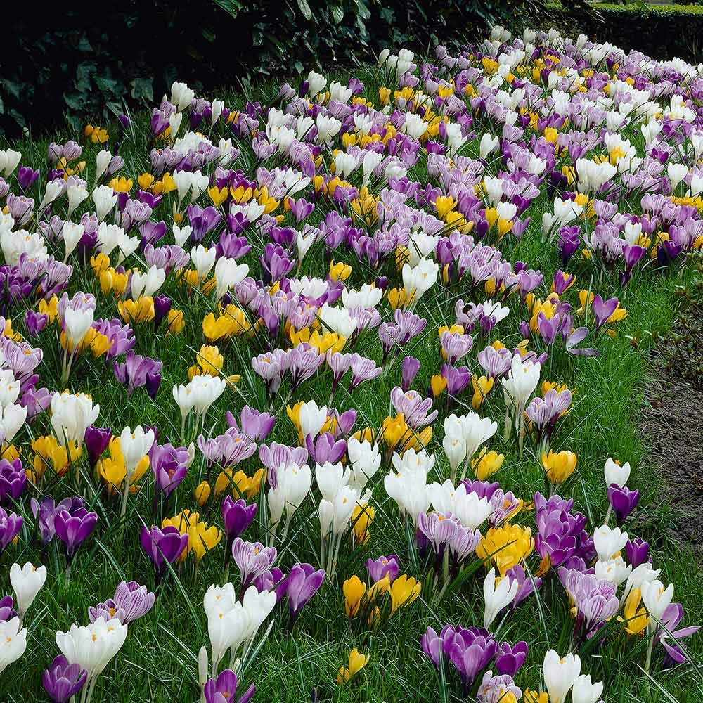 Crocus Large Flowering - Mixed