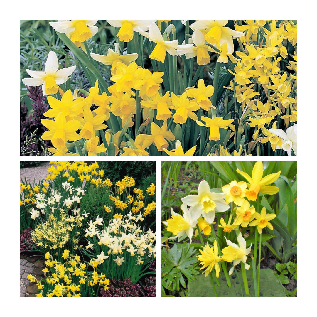 Narcissus Rockery Flower Bulb Collection