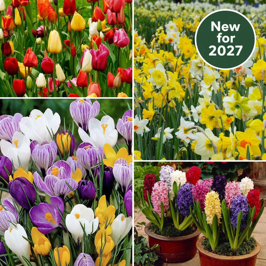 Mixture Mayhem Collection - Perfect Gift for a Garden Lover !
