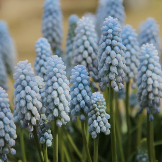 Muscari - Baby`s Breath