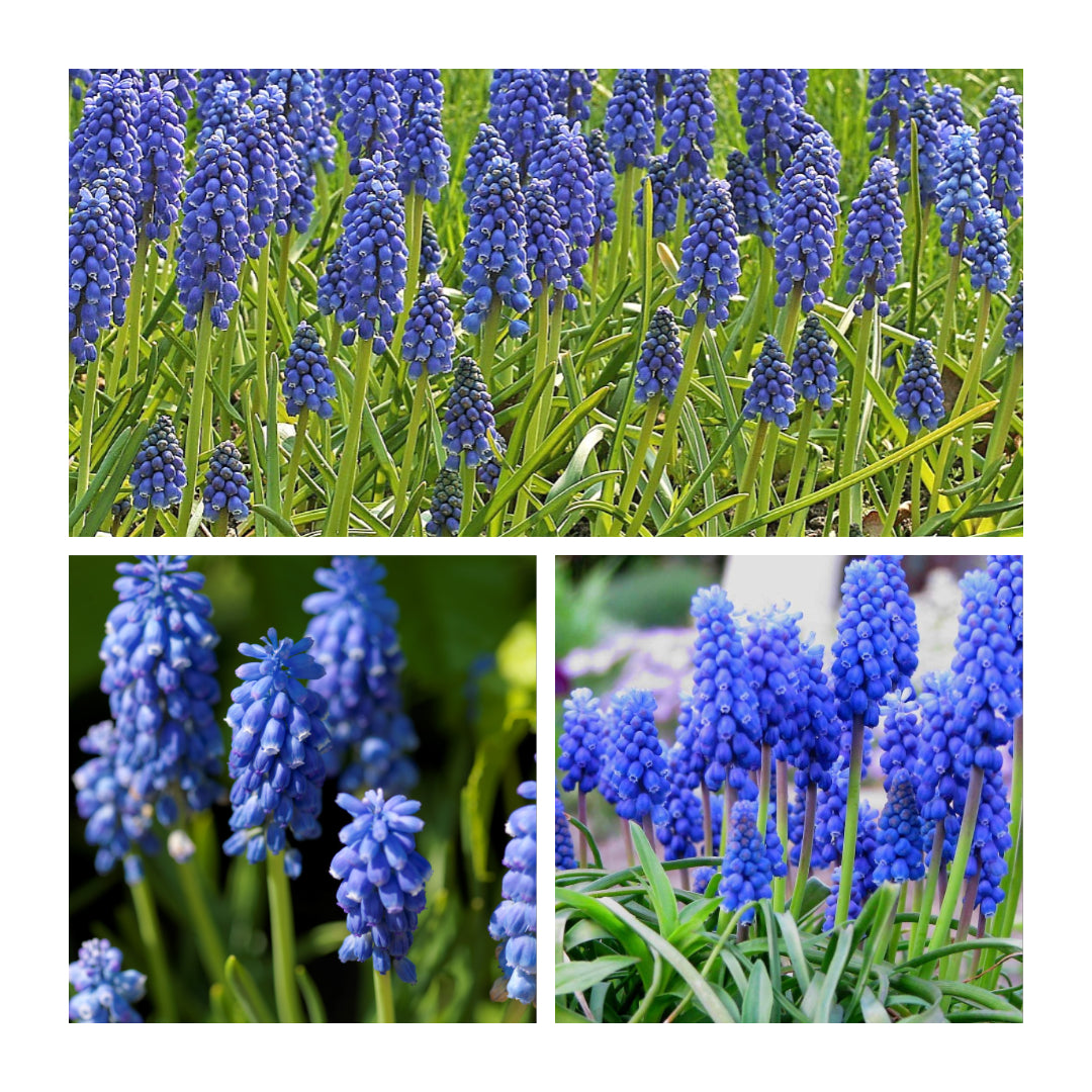 Muscari - Armeniacum