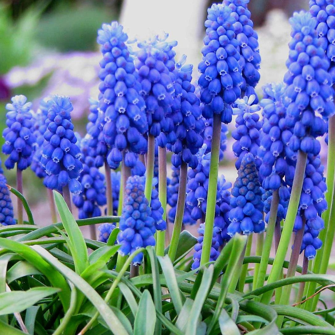 Blue & White Collection - Ideal Garden Gift !