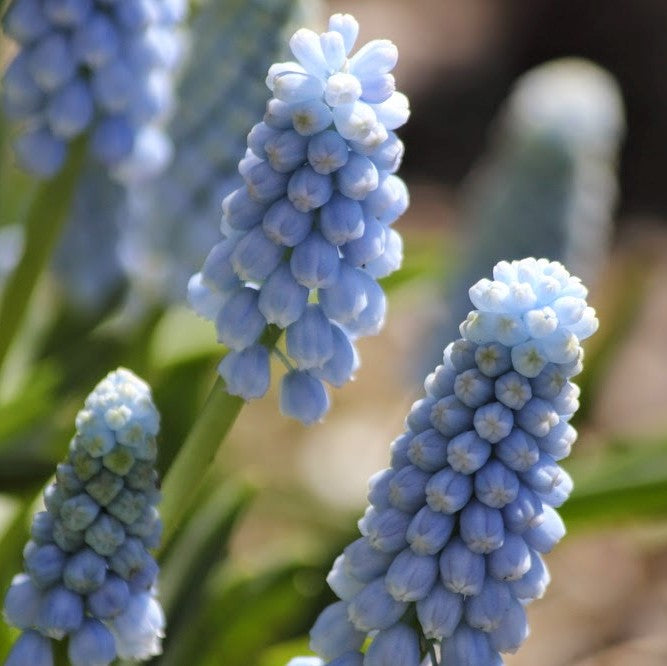 Muscari - Baby`s Breath