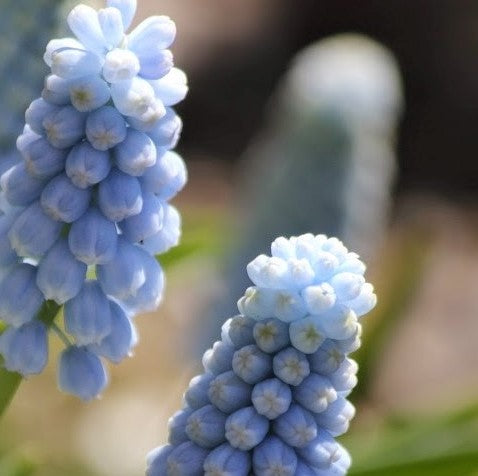 Muscari - Baby`s Breath