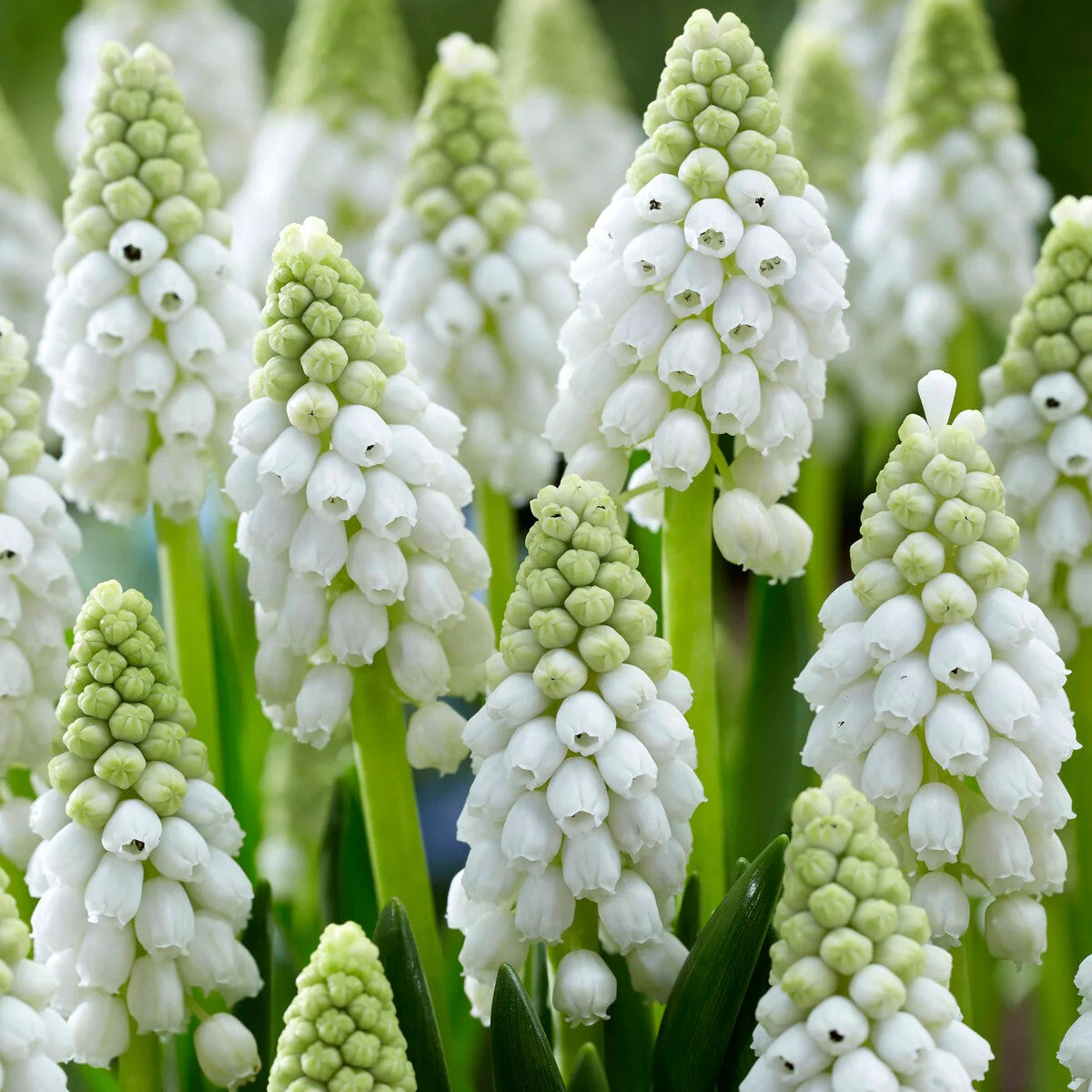 Muscari - White Pearl