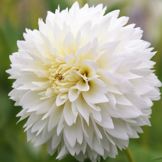 Dahlia Decorative - Myama Fubuki