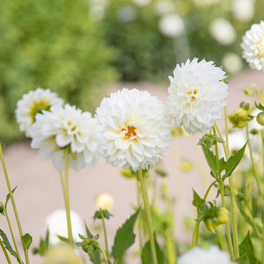 Dahlia Decorative - Myama Fubuki