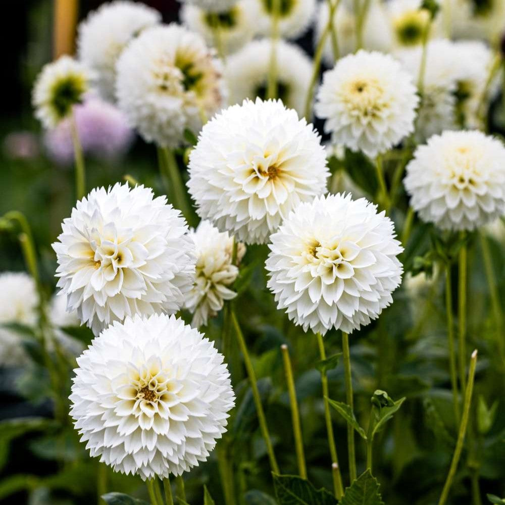 Dahlia Decorative - Myama Fubuki