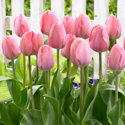 Tulip - Mystic Van Eijk