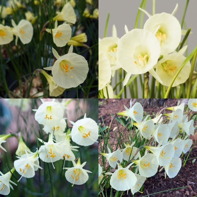Narcissus - Arctic Bells