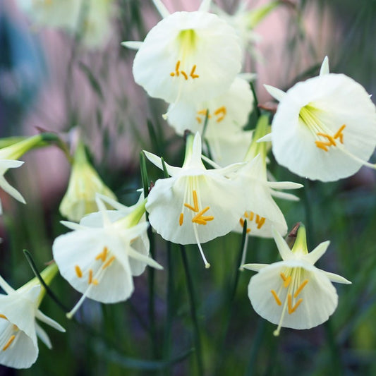 Narcissus - Arctic Bells
