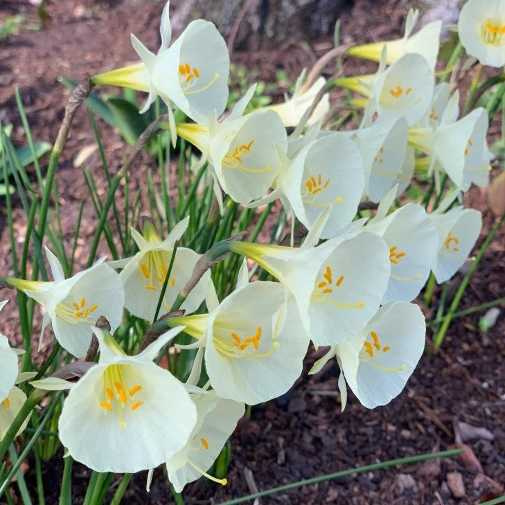 Narcissus - Arctic Bells