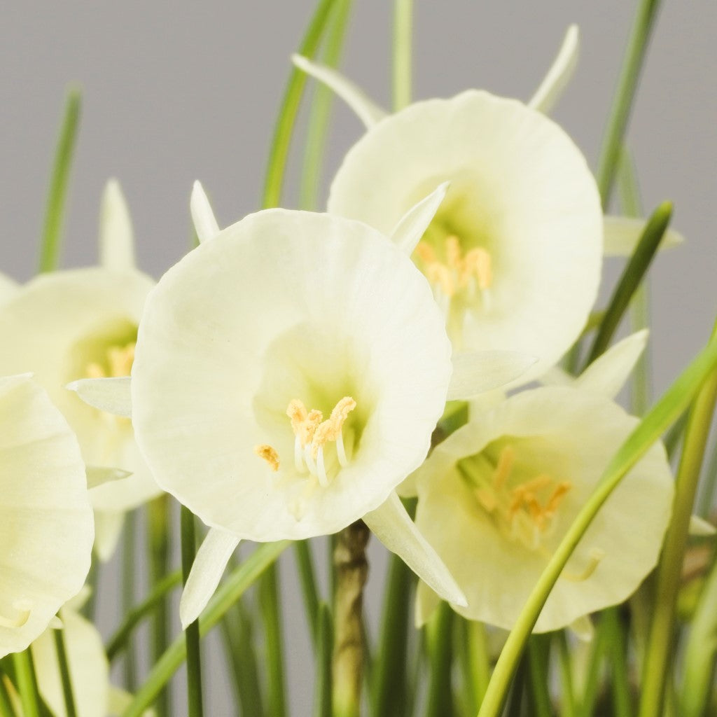 Narcissus - Arctic Bells