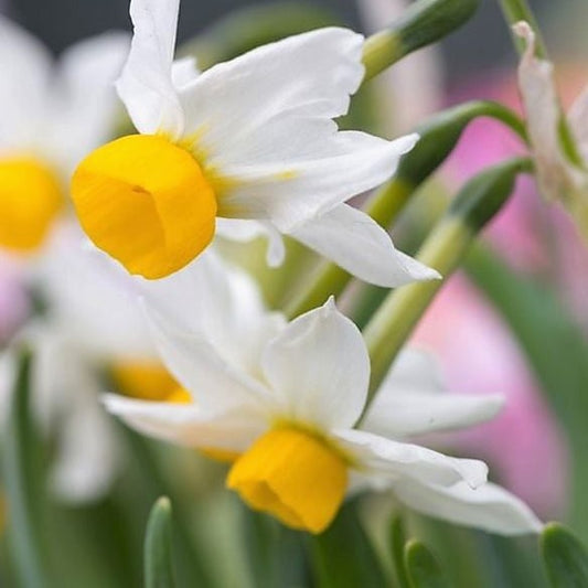 Narcissus - Canaliculatus