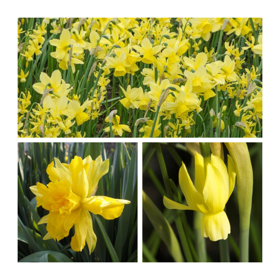 Narcissus - Hawera