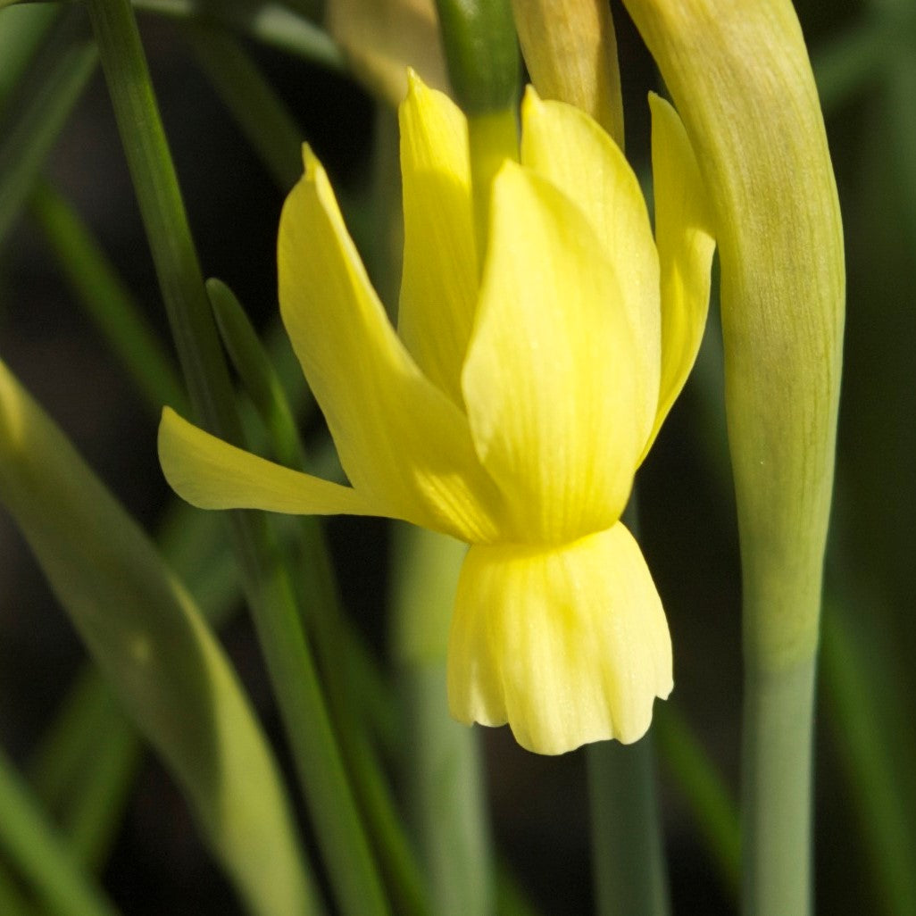 Narcissus - Hawera