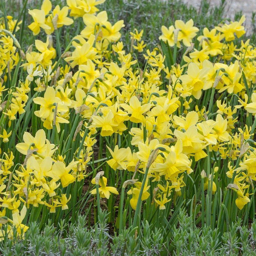 Narcissus - Hawera