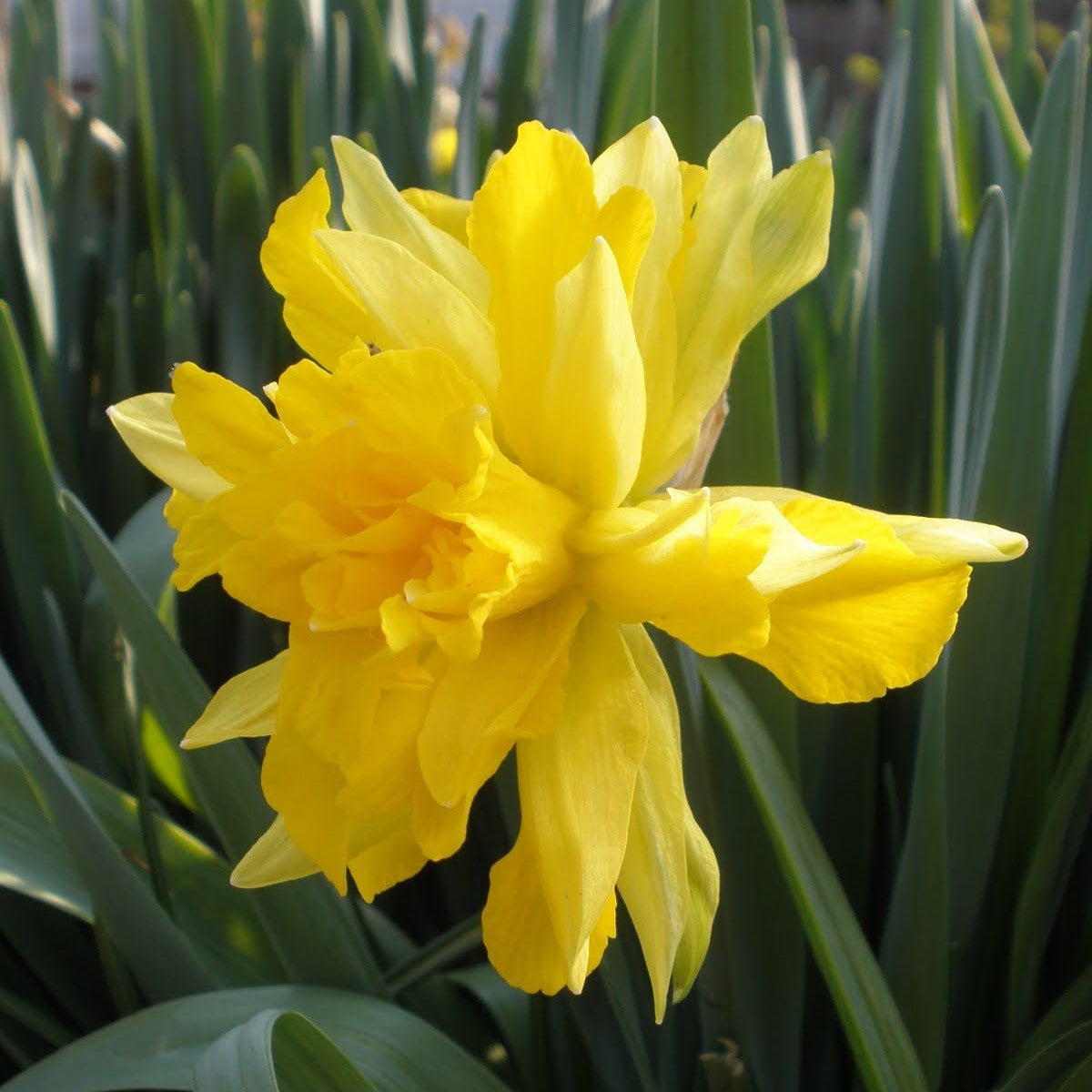 Narcissus - Hawera