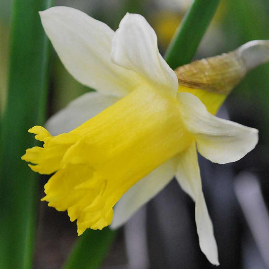Pseudonarcissus Lent-Lily Lobularis Wild Daffodil