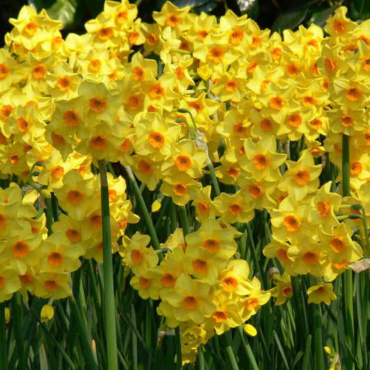 Narcissus - Martinette