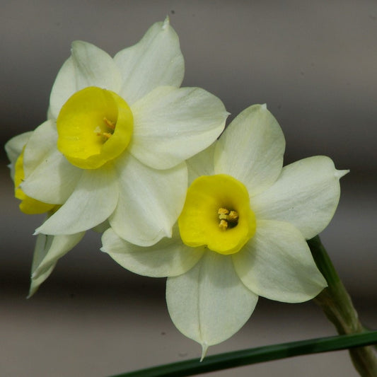 Narcissus - Minnow