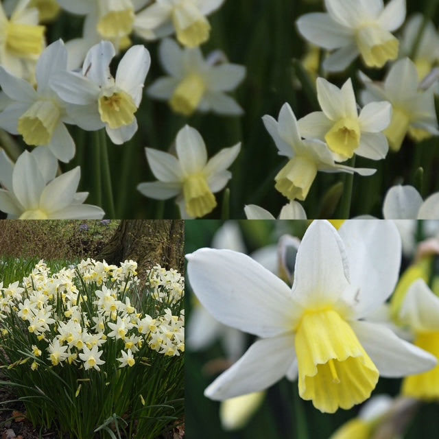 Narcissus - Sailboat