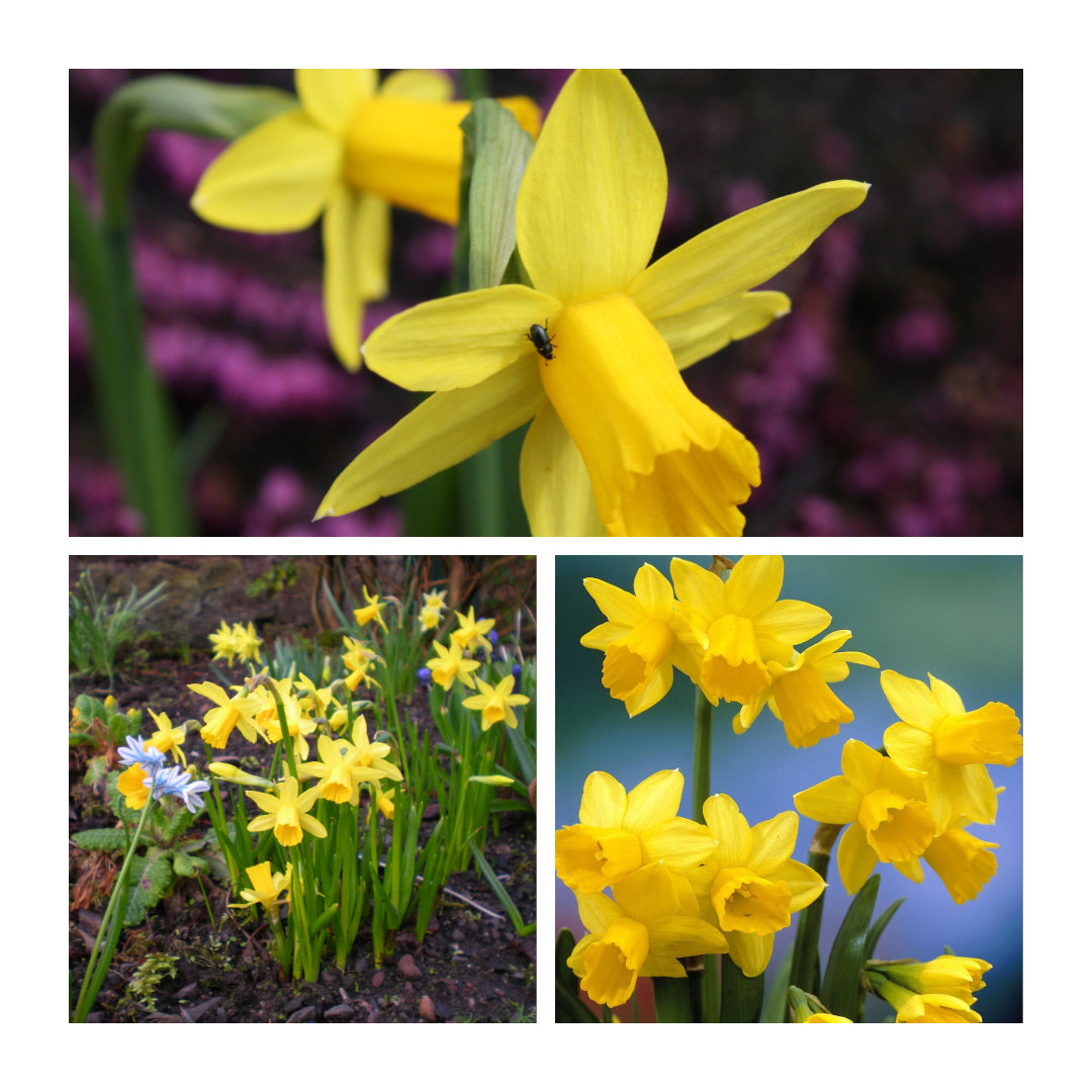Narcissus - Tete a Tete