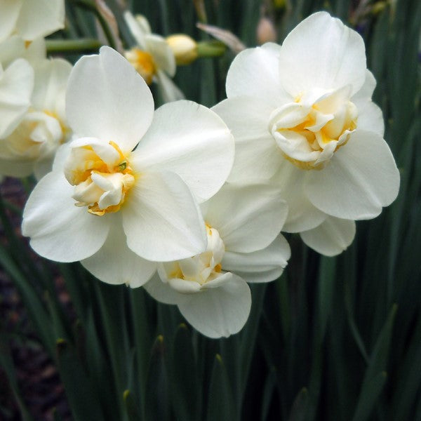 Daffodil - White Cheerfulness