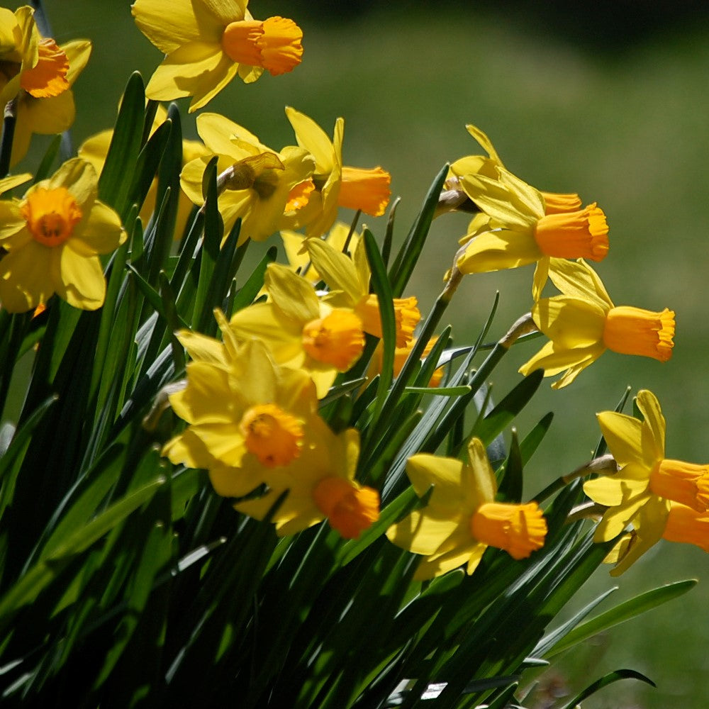 Narcissus - Jetfire
