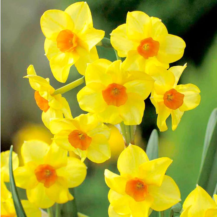 Narcissus - Martinette