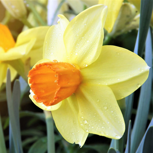 Narcissus - Martinette